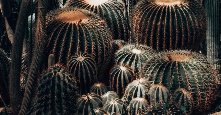 Cactus AI Review 2026: Features, Pricing & Benefits Explained