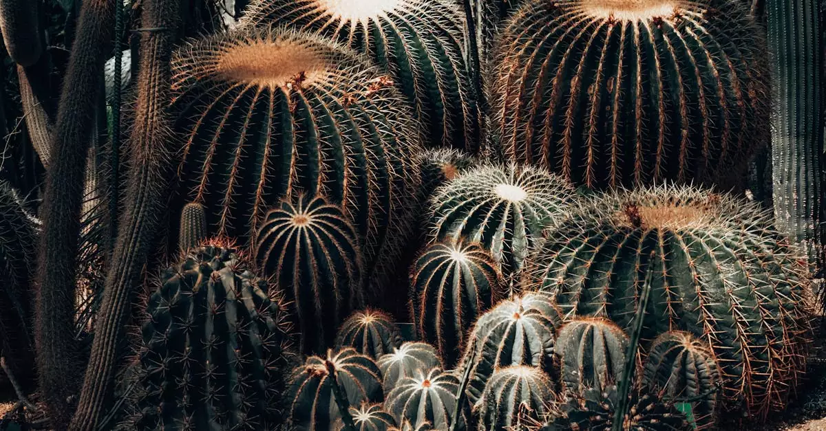 cactus ai