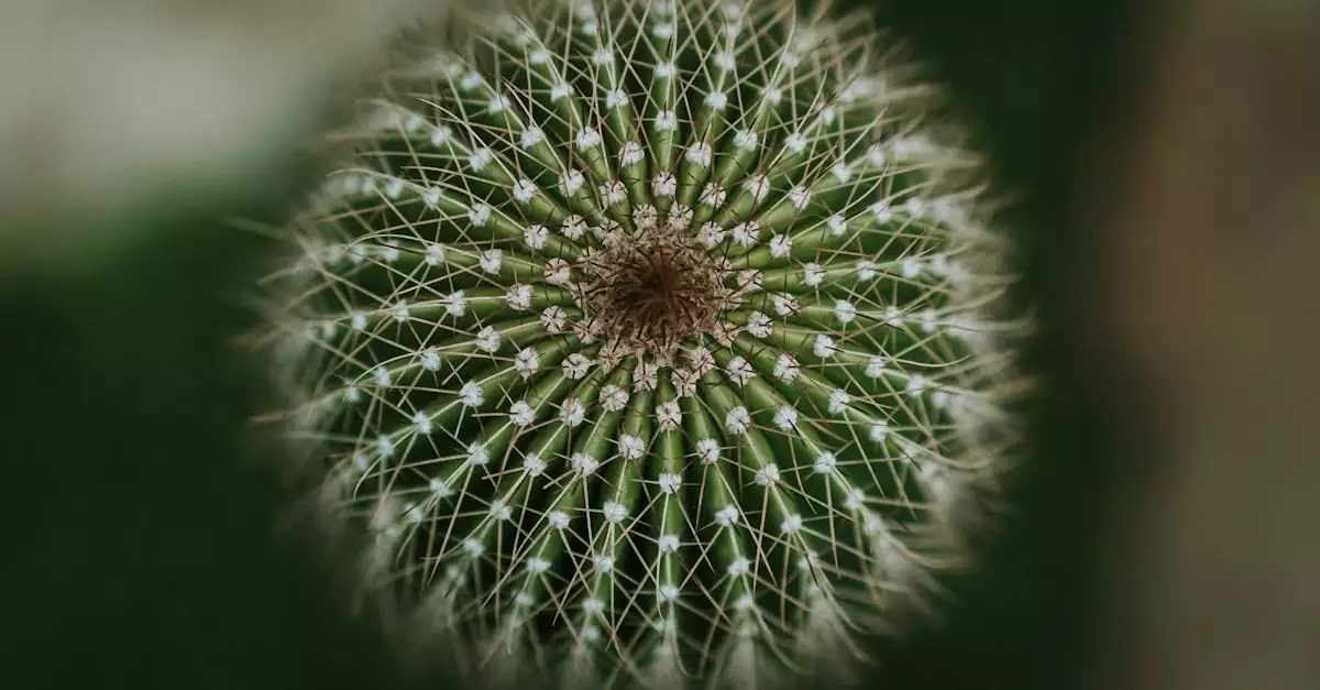 cactus ai example